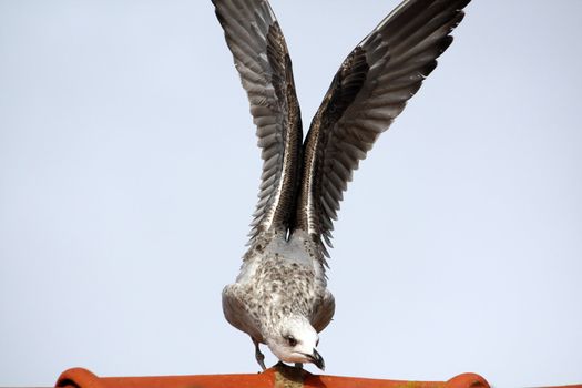 Juvenile gull preparing to take flight with it's wings wide open.