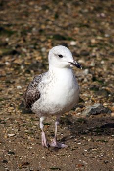 Juvenile gull walking down the sandy pebbled beach shoreline.