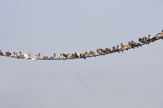 View of many pigeons on a curved electricity wire.