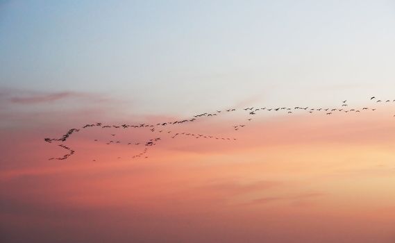 Big flock of birds in a migration route at sunset.