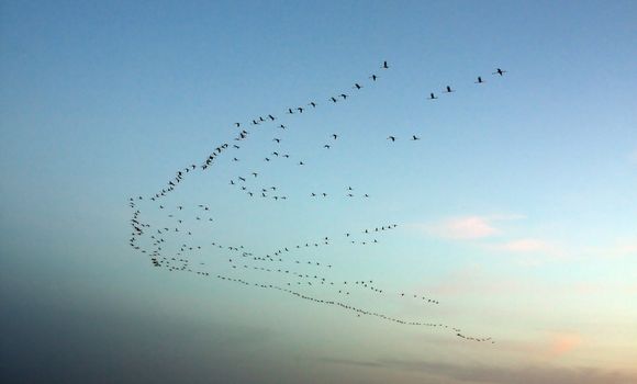 Big flock of birds in a migration route at sunset.