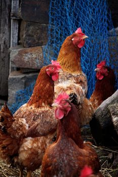 View of several brown chickens on the lookout.