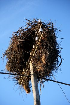 View from below the nest of a white stork bird.