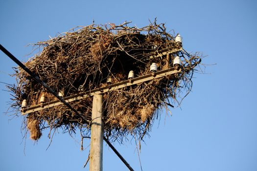 View from below the nest of a white stork bird.