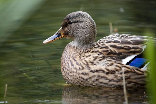 Close up view of a beautiful mallard duck on a pond.