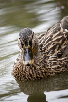 Close up view of a beautiful mallard duck with droplets of water.