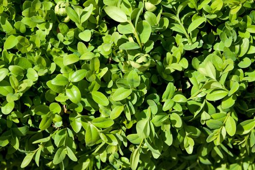 detailed shot of small leafs for background