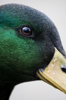 Close up view of a beautiful mallard duck with droplets of water.
