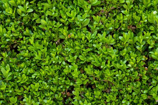 detailed shot of small leafs for background