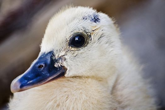 Close up view of a cute newborn duck.