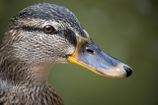 Close up view of a beautiful mallard duck.