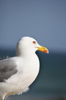 View from the side, a seagull marine bird watching the sea.