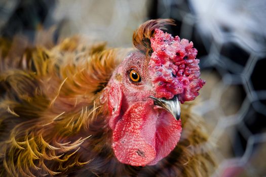 View of a domestic golden brown chicken on the poultry.