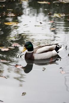 View of a beautiful mallard duck on a pond.