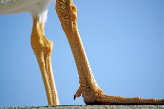 Close up view of the orange leg of a seagull bird.