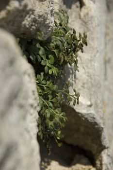 some plant growing on old medieval wall