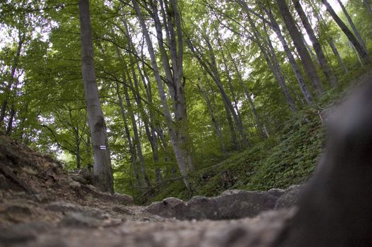 ojcowski national park in close neighbourhood of cracow