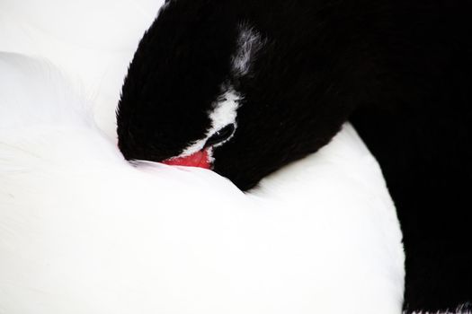 Close up view of a black-necked swan on a sleeping pose.