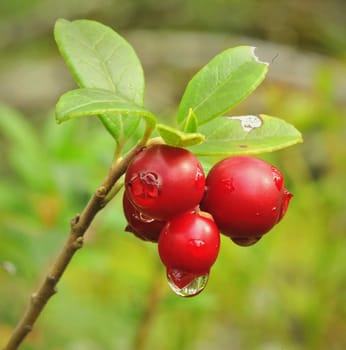 Cowberry. A cowberry on a green vegetative background in wood.