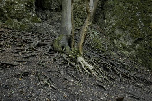 roots growing on surface in dark forest