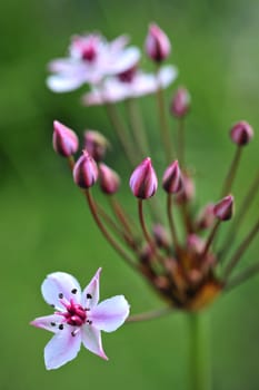 Flowering rush (Butomus umbellatus) on green