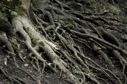 roots growing on surface in dark forest