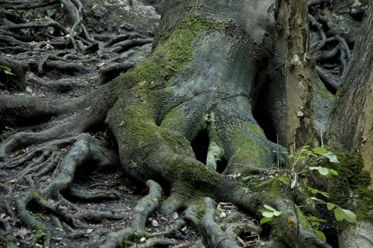 roots growing on surface in dark forest