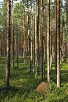 Ant hill. An ant hill in pine wood.