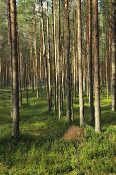 Ant hill. An ant hill in pine wood.