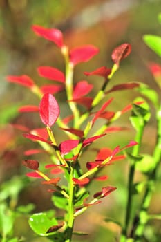 Bilberry bush. An autumn multi-colored bush of a bilberry.