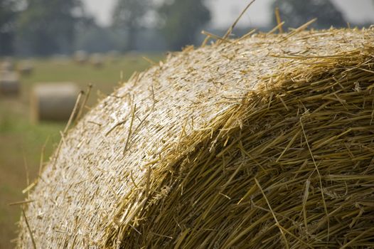 gold and blue are colours of agriculture