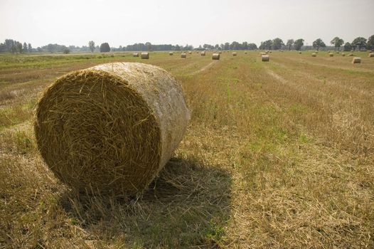 gold and blue are colours of agriculture