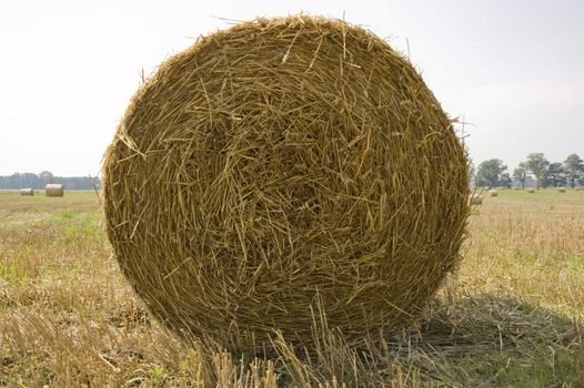 gold and blue are colours of agriculture