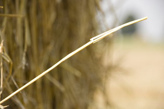 gold and blue are colours of agriculture