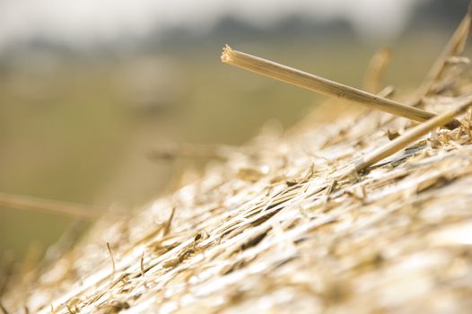 gold and blue are colours of agriculture