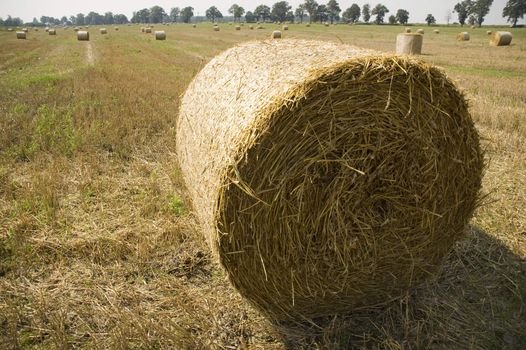 gold and blue are colours of agriculture