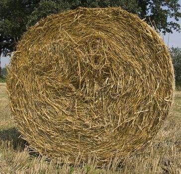 gold and blue are colours of agriculture