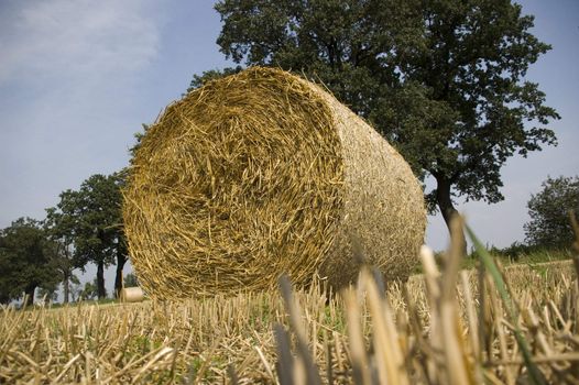 gold and blue are colours of agriculture