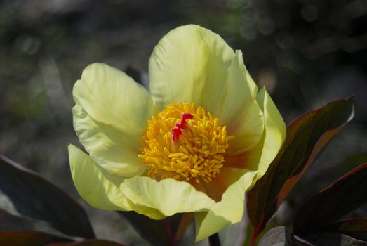 some yellow flower macro detail close up