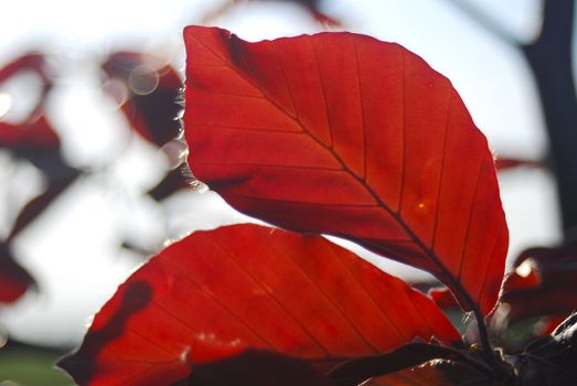 red leaf close up with high saturated colours