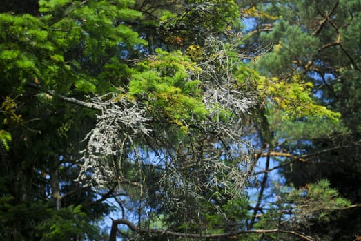 natural abstarction with high saturated colours green and blue