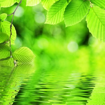 summer spring or ecology concept with green leaves and water