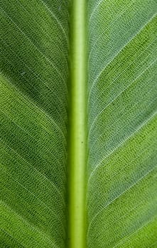 macro shot of green leaf with details