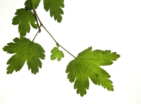 green dry leaf over white background 