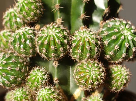 Detail of succulent ornamental Cactus fat plant