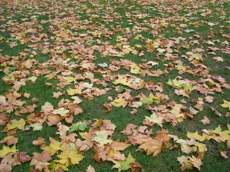 autumn or fall leaves background