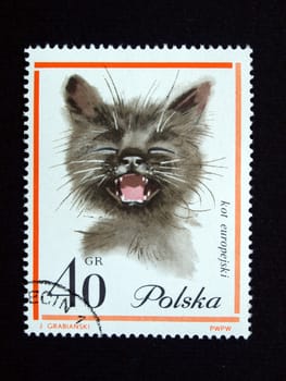 Stamp with cat from Polonia