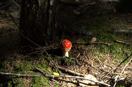 Young fly agaric mushroom next to tree in sunlit forest