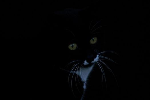 Black and white cat looking out from the darkness