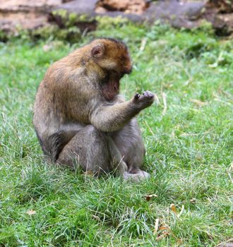Barbary macaque